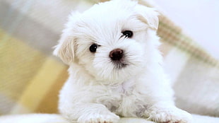 closeup photography of white toy breed puppy HD wallpaper